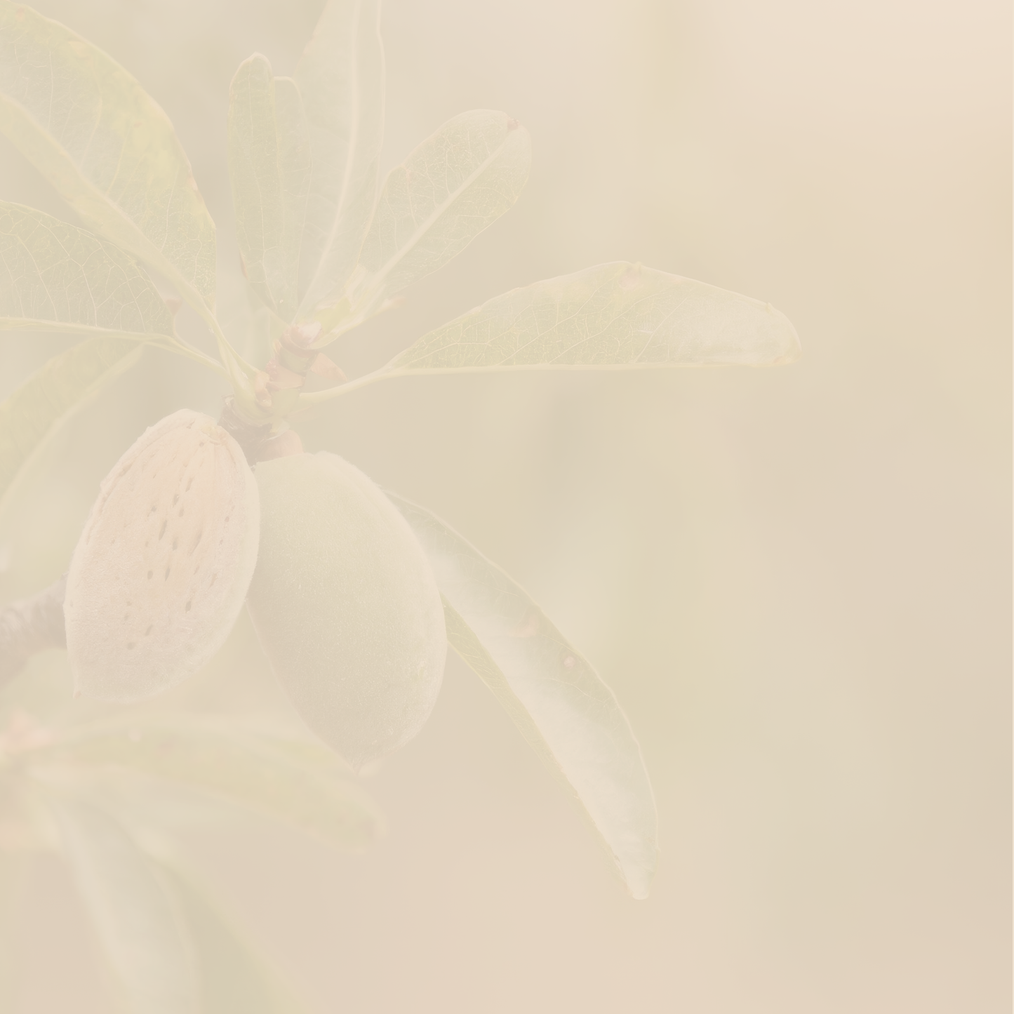 Companion - Seasonal Espresso
