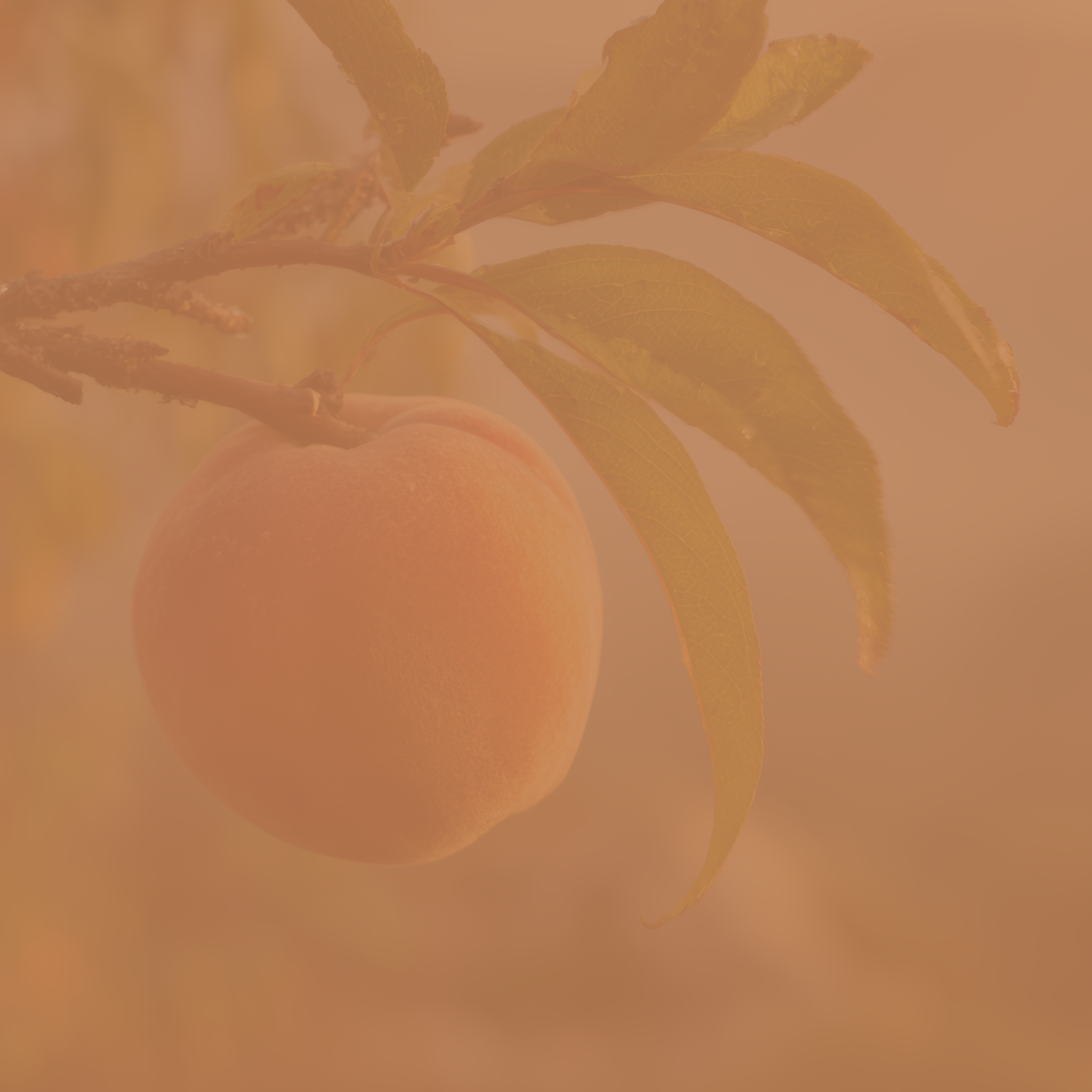Ethiopia - Black Honey - 71100, 74112, Heriloom