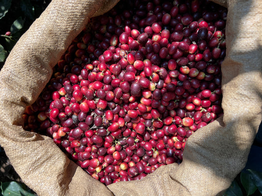 Xocomiel - Jose Morales - Mix Varieties