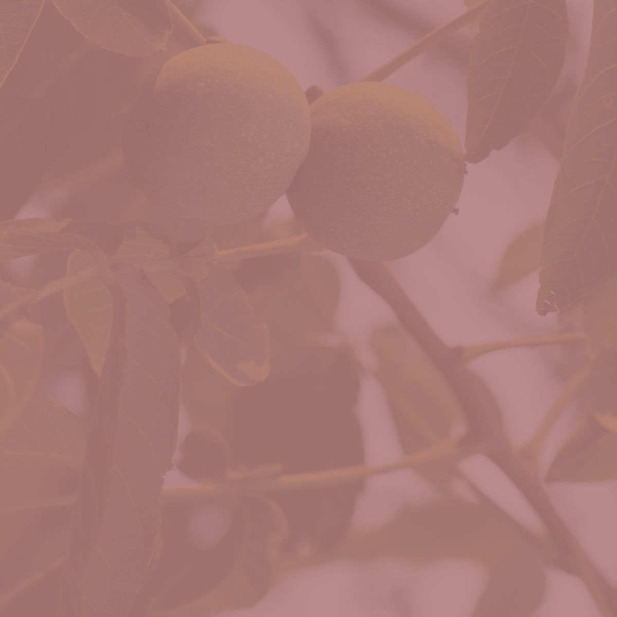 Wander – House Filter