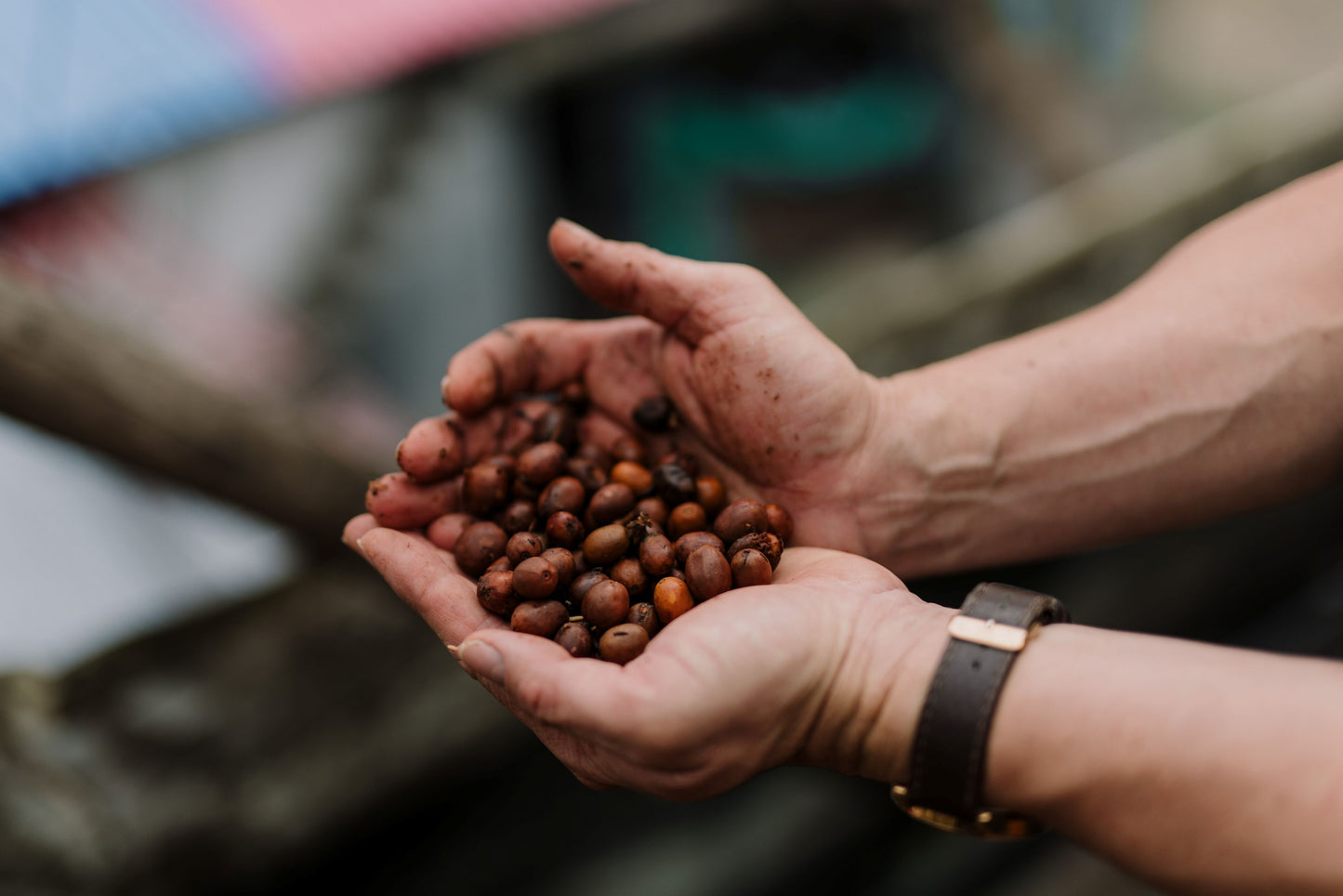 Colombia - Betania - Natural SL28 - PRESALE