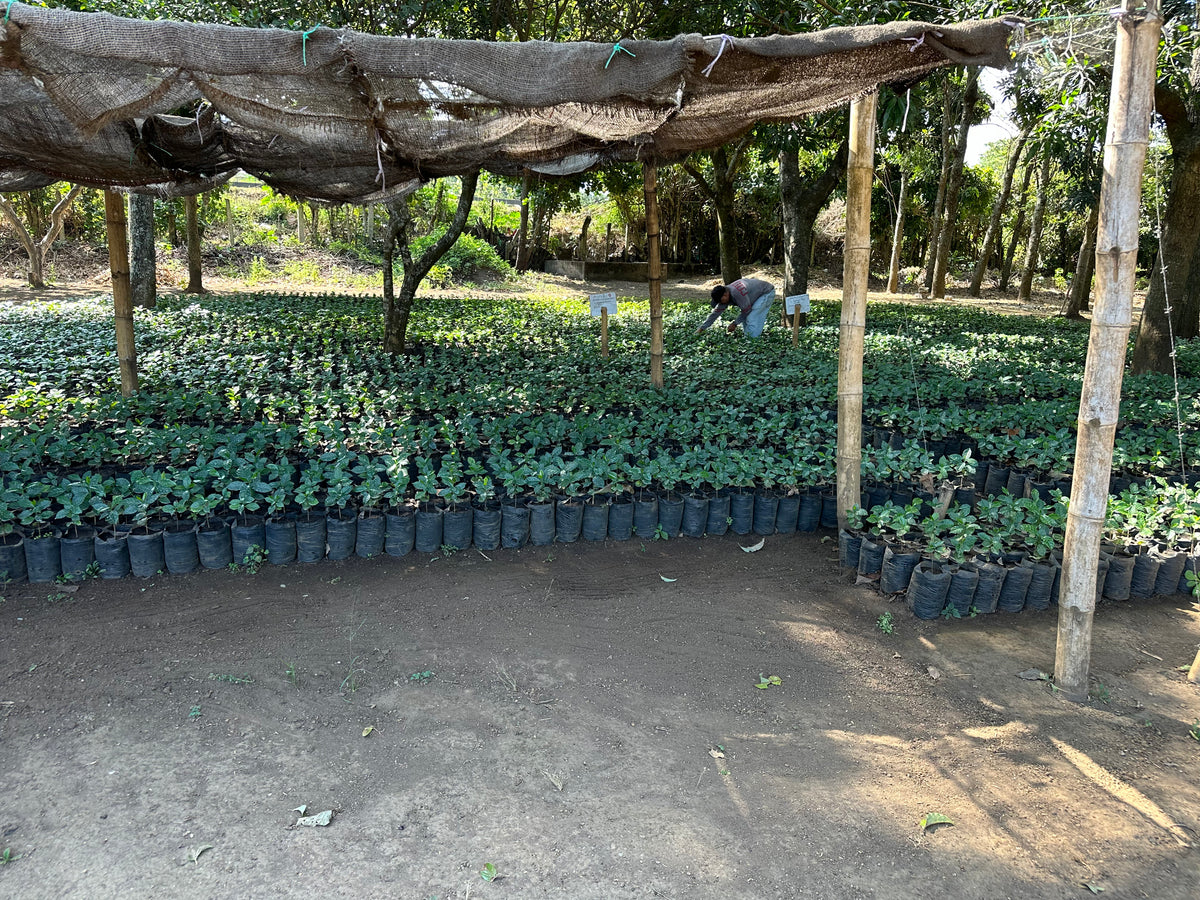 El Borbollón – Washed Espresso