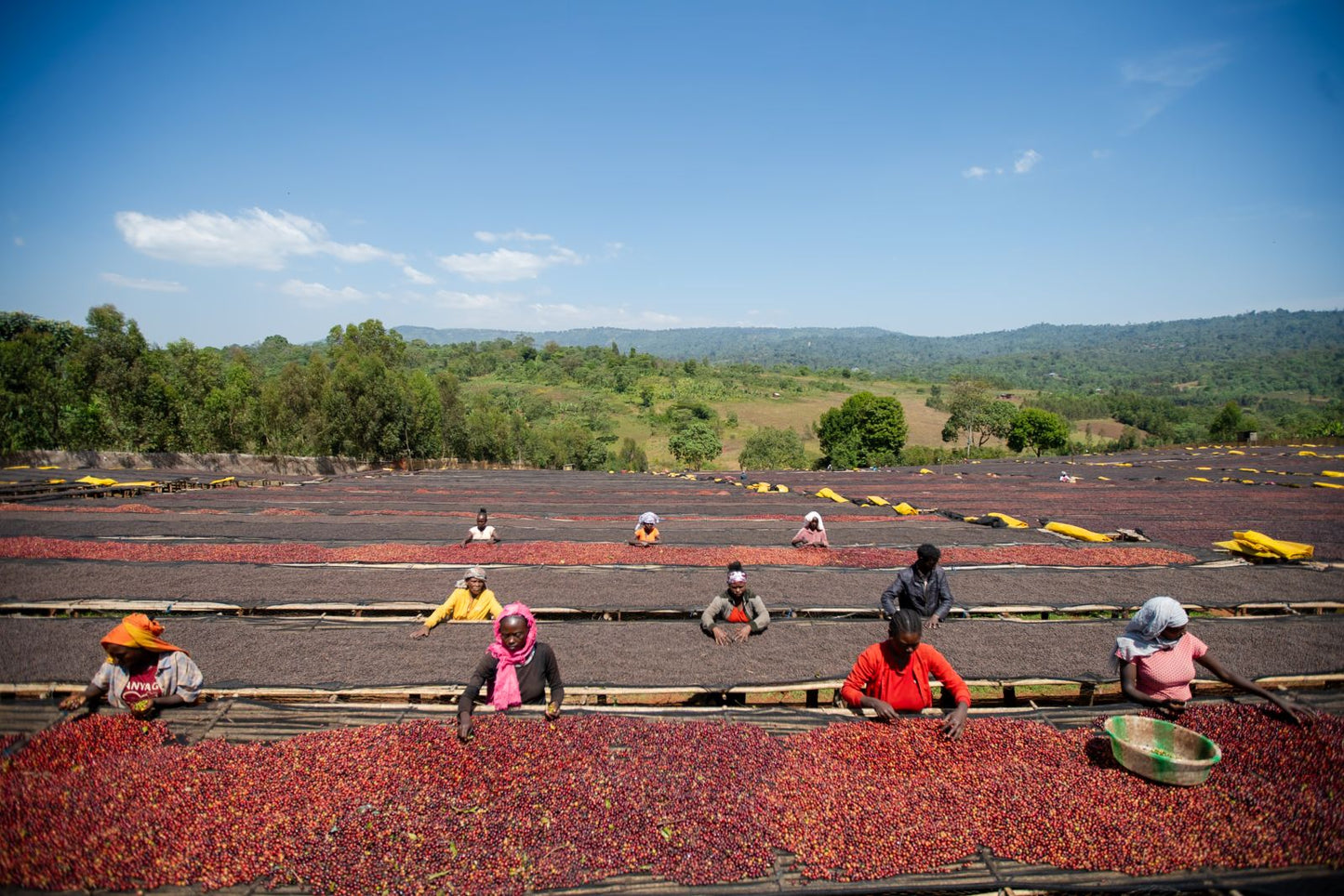 Ethiopia - Black Honey - 71100, 74112, Heriloom