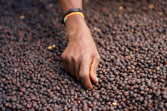 Ethiopia - Black Honey - 74110, 74112, Heriloom