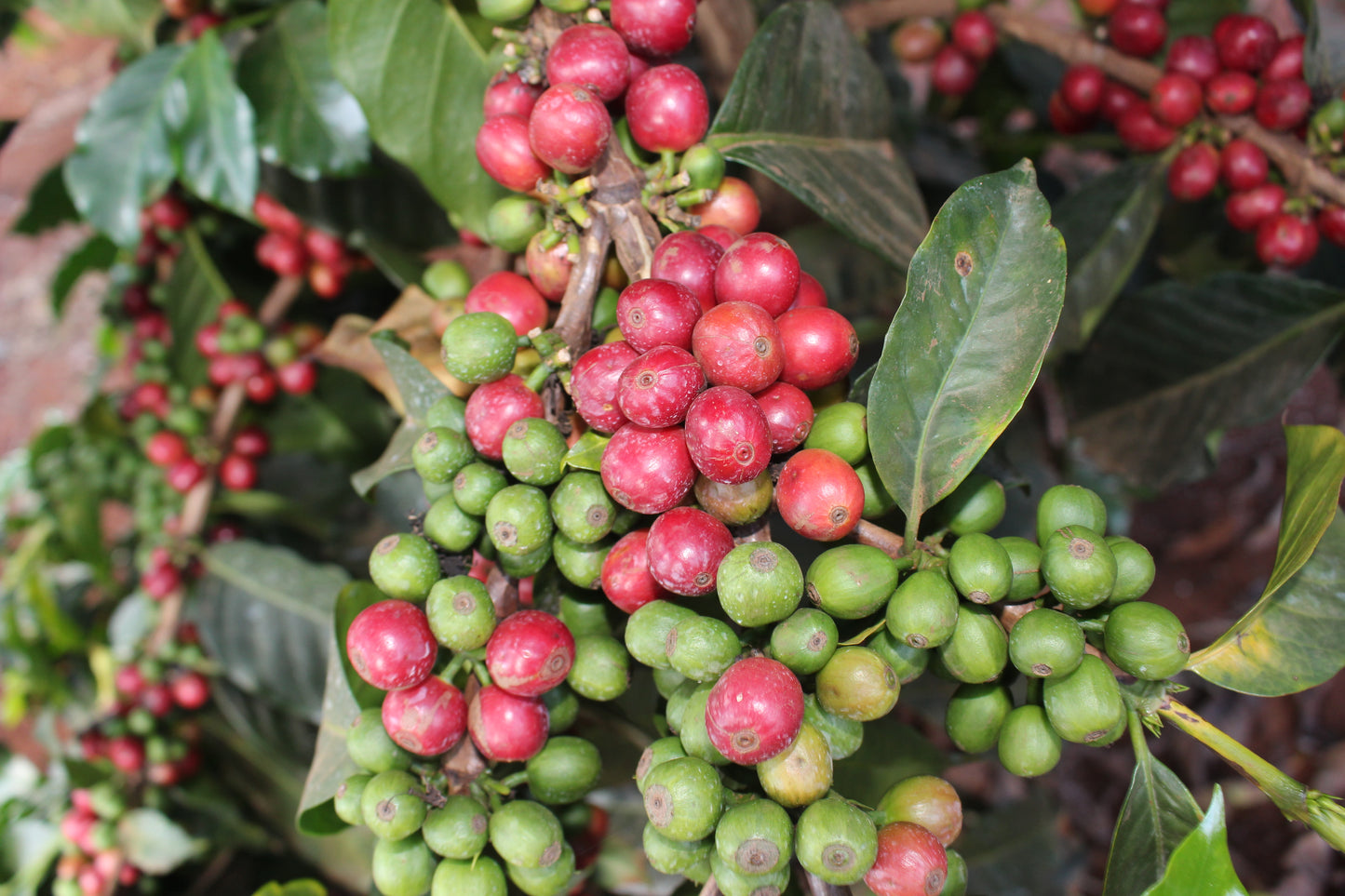 Kenya - Kihuyo - Washed SL28, SL34, Ruiru11