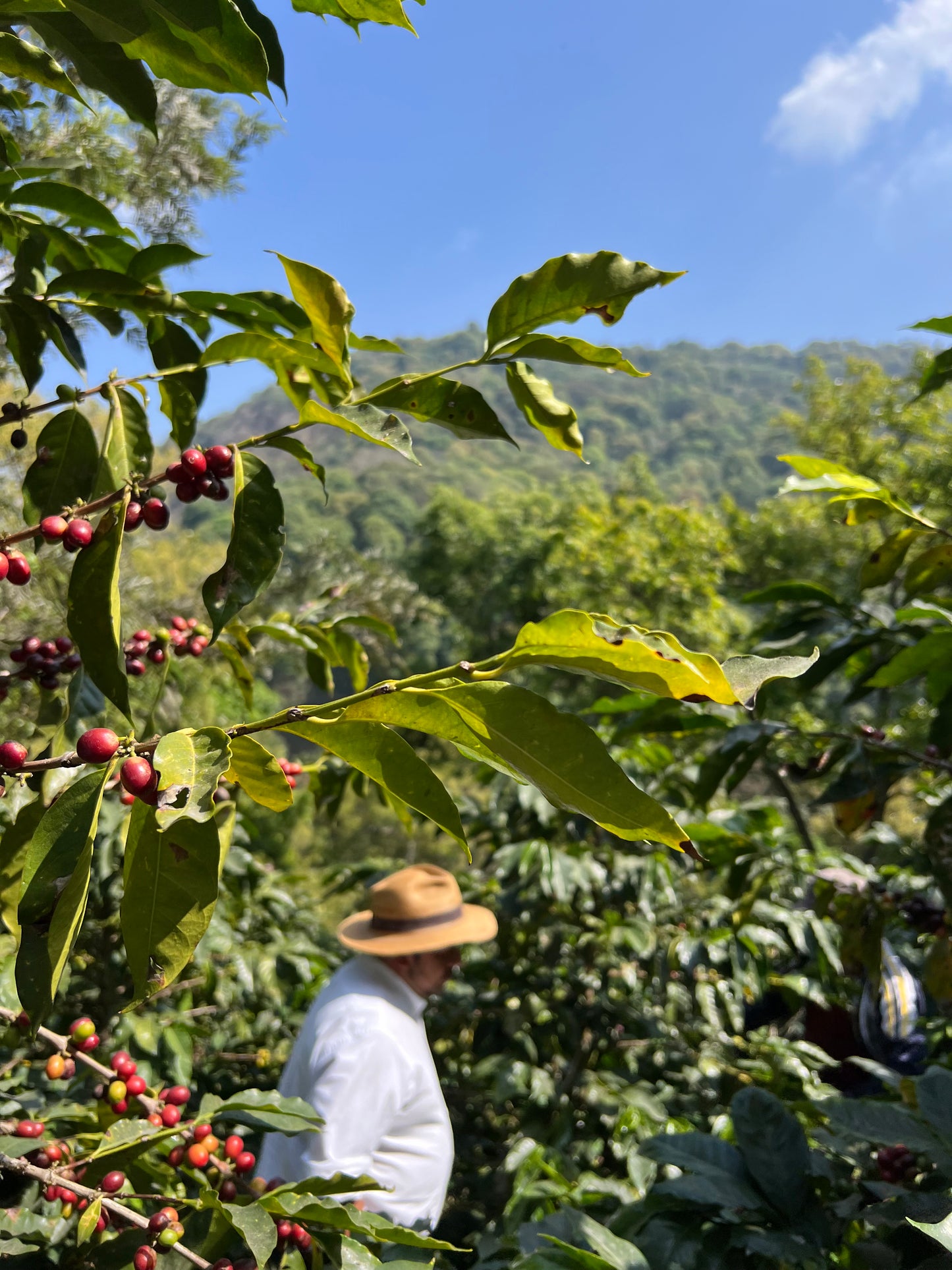 Xocomiel - Jose Morales - Mix Varieties