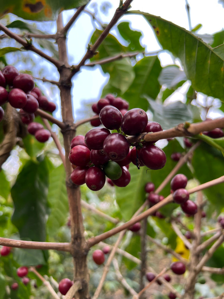 Xocomiel - Jose Morales - Mix Varieties
