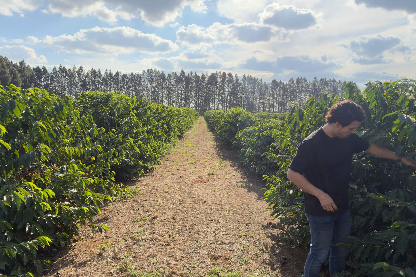 Daterra Aramosa