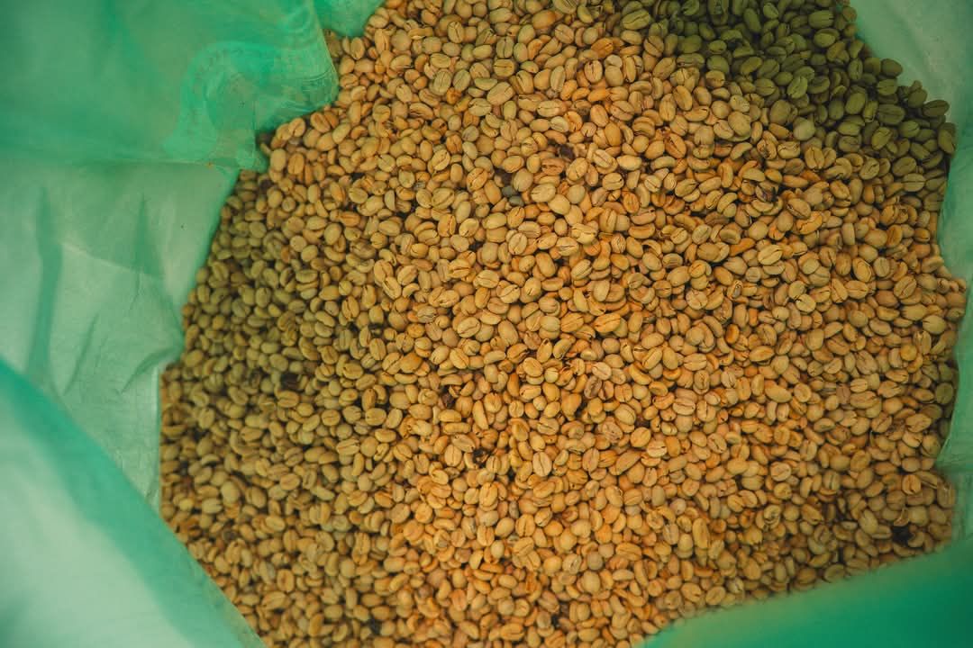 Sip Collective × PLOT Roasting - SL9