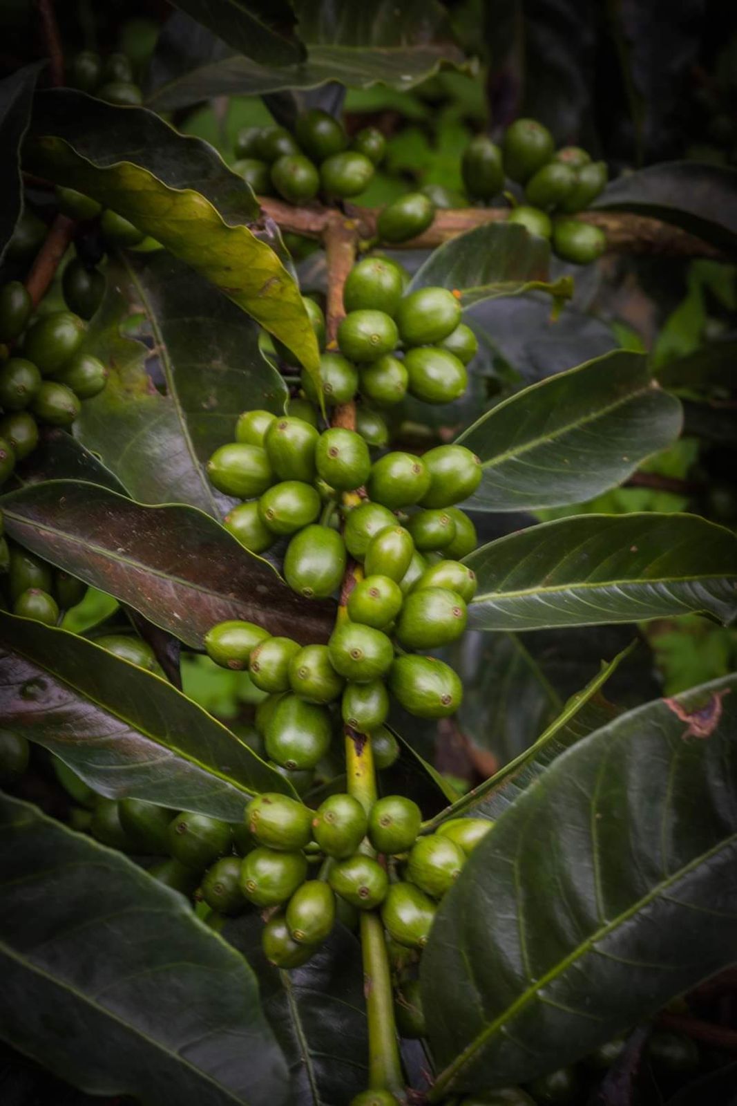 Sip Collective × PLOT Roasting - SL9