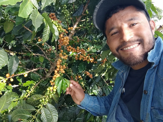 Colombia - Quebraditas - Supremo
