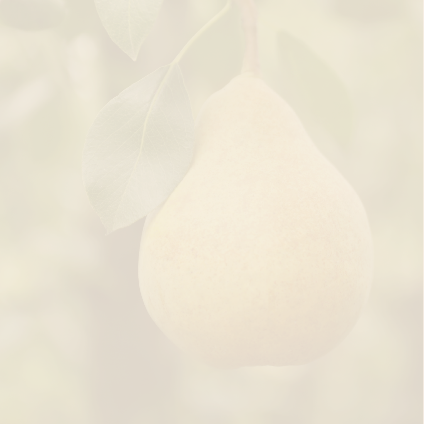 Xocomiel - Jose Morales - Mix Varieties