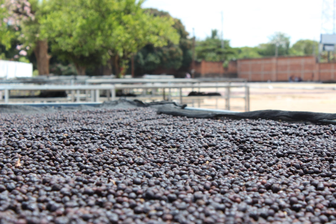 El Borbollón – Washed Espresso