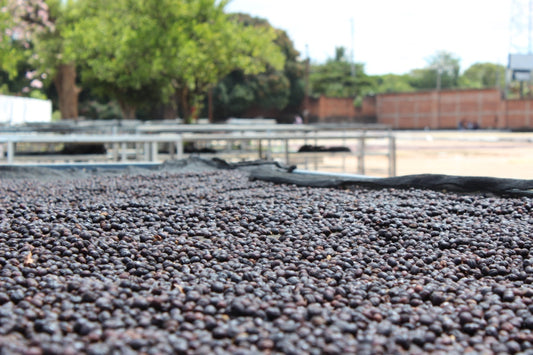 El Borbollón – Washed Espresso